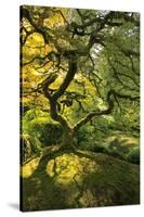 Usa, Oregon, Portland. Japanese lace maple tree-Jaynes Gallery-Stretched Canvas