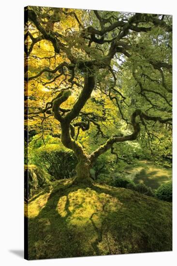 Usa, Oregon, Portland. Japanese lace maple tree-Jaynes Gallery-Stretched Canvas