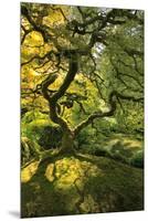 Usa, Oregon, Portland. Japanese lace maple tree-Jaynes Gallery-Mounted Premium Photographic Print