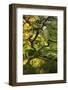 Usa, Oregon, Portland. Japanese lace maple tree-Jaynes Gallery-Framed Photographic Print