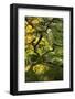 Usa, Oregon, Portland. Japanese lace maple tree-Jaynes Gallery-Framed Photographic Print