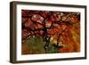 USA, Oregon, Portland. Japanese lace maple trees in garden.-Jaynes Gallery-Framed Photographic Print