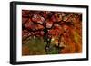 USA, Oregon, Portland. Japanese lace maple trees in garden.-Jaynes Gallery-Framed Photographic Print