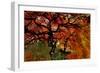 USA, Oregon, Portland. Japanese lace maple trees in garden.-Jaynes Gallery-Framed Photographic Print