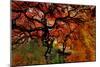 USA, Oregon, Portland. Japanese lace maple trees in garden.-Jaynes Gallery-Mounted Photographic Print