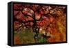 USA, Oregon, Portland. Japanese lace maple trees in garden.-Jaynes Gallery-Framed Stretched Canvas