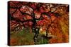 USA, Oregon, Portland. Japanese lace maple trees in garden.-Jaynes Gallery-Stretched Canvas