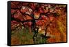 USA, Oregon, Portland. Japanese lace maple trees in garden.-Jaynes Gallery-Framed Stretched Canvas