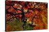 USA, Oregon, Portland. Japanese lace maple trees in garden.-Jaynes Gallery-Stretched Canvas