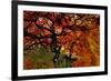 USA, Oregon, Portland. Japanese lace maple trees in garden.-Jaynes Gallery-Framed Photographic Print