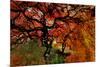 USA, Oregon, Portland. Japanese lace maple trees in garden.-Jaynes Gallery-Mounted Photographic Print