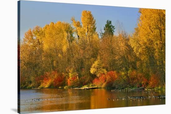 Usa, Oregon, Portland. Johnson Lake and waterfowl in autumn.-Jaynes Gallery-Stretched Canvas