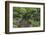 USA, Oregon, Portland, Lantern in a garden.-Rob Tilley-Framed Photographic Print