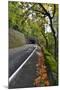 Usa, Oregon, Portland. Macleay Park and road in autumn.-Jaynes Gallery-Mounted Photographic Print