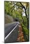 Usa, Oregon, Portland. Macleay Park and road in autumn.-Jaynes Gallery-Mounted Photographic Print