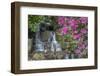 USA, Oregon, Portland, Mallard ducks, male and female pair with rhododendrons.-John Barger-Framed Photographic Print