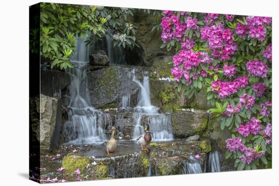 USA, Oregon, Portland, Mallard ducks, male and female pair with rhododendrons.-John Barger-Stretched Canvas