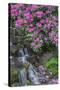 USA, Oregon, Portland, Rhododendron blooms alongside waterfall and ferns.-John Barger-Stretched Canvas