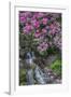 USA, Oregon, Portland, Rhododendron blooms alongside waterfall and ferns.-John Barger-Framed Photographic Print