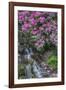 USA, Oregon, Portland, Rhododendron blooms alongside waterfall and ferns.-John Barger-Framed Photographic Print