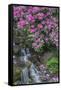 USA, Oregon, Portland, Rhododendron blooms alongside waterfall and ferns.-John Barger-Framed Stretched Canvas