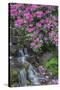 USA, Oregon, Portland, Rhododendron blooms alongside waterfall and ferns.-John Barger-Stretched Canvas