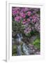 USA, Oregon, Portland, Rhododendron blooms alongside waterfall and ferns.-John Barger-Framed Premium Photographic Print