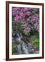 USA, Oregon, Portland, Rhododendron blooms alongside waterfall and ferns.-John Barger-Framed Premium Photographic Print