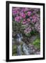 USA, Oregon, Portland, Rhododendron blooms alongside waterfall and ferns.-John Barger-Framed Premium Photographic Print