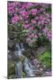 USA, Oregon, Portland, Rhododendron blooms alongside waterfall and ferns.-John Barger-Mounted Premium Photographic Print