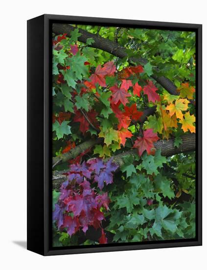 USA, Oregon, Portland. Sugar Maple Tree Scenic-Steve Terrill-Framed Stretched Canvas