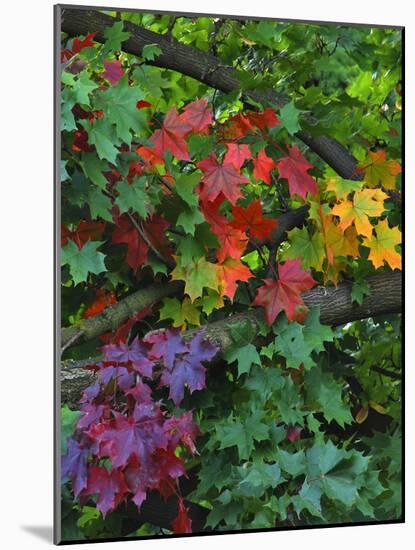 USA, Oregon, Portland. Sugar Maple Tree Scenic-Steve Terrill-Mounted Photographic Print