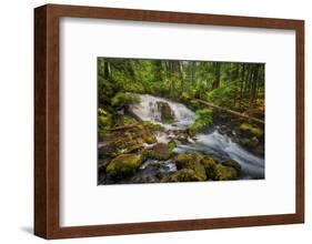 USA, Oregon, Prospect. Pearsony Falls near the Prospect State Scenic Viewpoint.-Christopher Reed-Framed Photographic Print