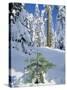 USA, Oregon, Rogue River NF. Scenic of New Snow on Forest-Steve Terrill-Stretched Canvas