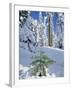 USA, Oregon, Rogue River NF. Scenic of New Snow on Forest-Steve Terrill-Framed Photographic Print