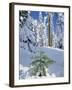 USA, Oregon, Rogue River NF. Scenic of New Snow on Forest-Steve Terrill-Framed Photographic Print