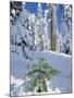 USA, Oregon, Rogue River NF. Scenic of New Snow on Forest-Steve Terrill-Mounted Photographic Print