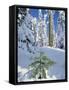 USA, Oregon, Rogue River NF. Scenic of New Snow on Forest-Steve Terrill-Framed Stretched Canvas