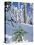 USA, Oregon, Rogue River NF. Scenic of New Snow on Forest-Steve Terrill-Stretched Canvas