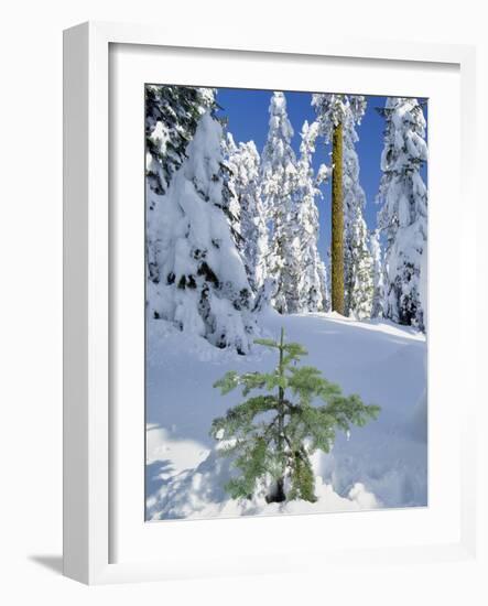 USA, Oregon, Rogue River NF. Scenic of New Snow on Forest-Steve Terrill-Framed Photographic Print