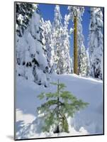 USA, Oregon, Rogue River NF. Scenic of New Snow on Forest-Steve Terrill-Mounted Photographic Print