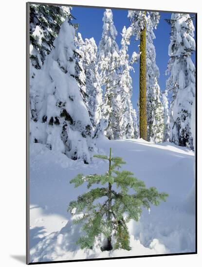 USA, Oregon, Rogue River NF. Scenic of New Snow on Forest-Steve Terrill-Mounted Photographic Print