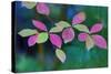 USA, Oregon, Rogue River Wilderness. Wild Dogwood Leaves in Autumn-Jean Carter-Stretched Canvas