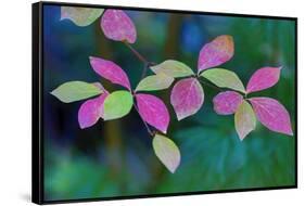 USA, Oregon, Rogue River Wilderness. Wild Dogwood Leaves in Autumn-Jean Carter-Framed Stretched Canvas