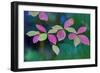 USA, Oregon, Rogue River Wilderness. Wild Dogwood Leaves in Autumn-Jean Carter-Framed Photographic Print