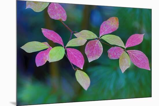 USA, Oregon, Rogue River Wilderness. Wild Dogwood Leaves in Autumn-Jean Carter-Mounted Premium Photographic Print