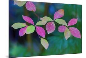 USA, Oregon, Rogue River Wilderness. Wild Dogwood Leaves in Autumn-Jean Carter-Mounted Premium Photographic Print