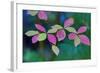 USA, Oregon, Rogue River Wilderness. Wild Dogwood Leaves in Autumn-Jean Carter-Framed Photographic Print