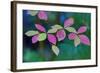 USA, Oregon, Rogue River Wilderness. Wild Dogwood Leaves in Autumn-Jean Carter-Framed Photographic Print