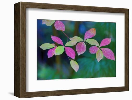 USA, Oregon, Rogue River Wilderness. Wild Dogwood Leaves in Autumn-Jean Carter-Framed Photographic Print